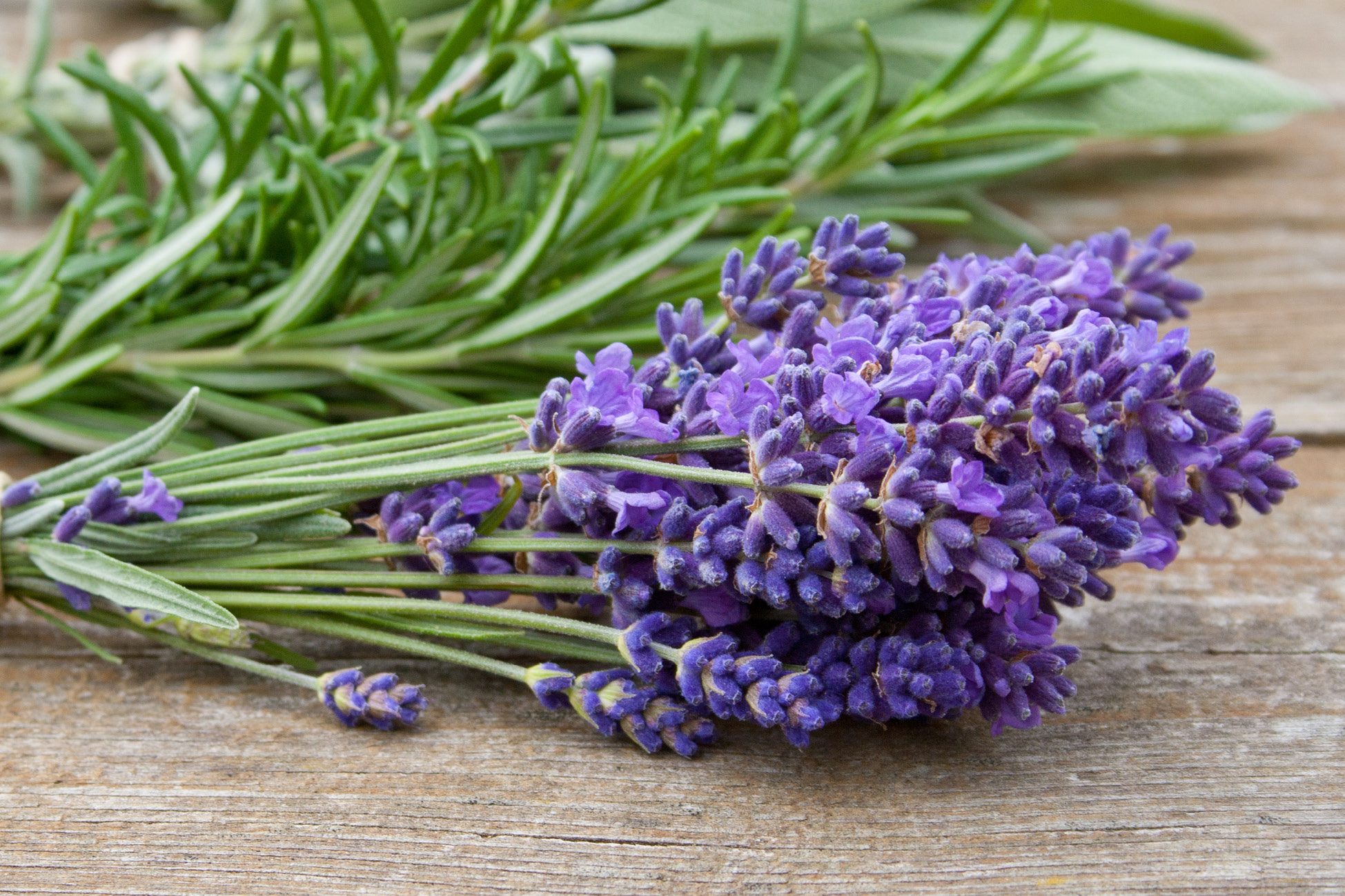 Worker Bee Massage | 45 Minutes