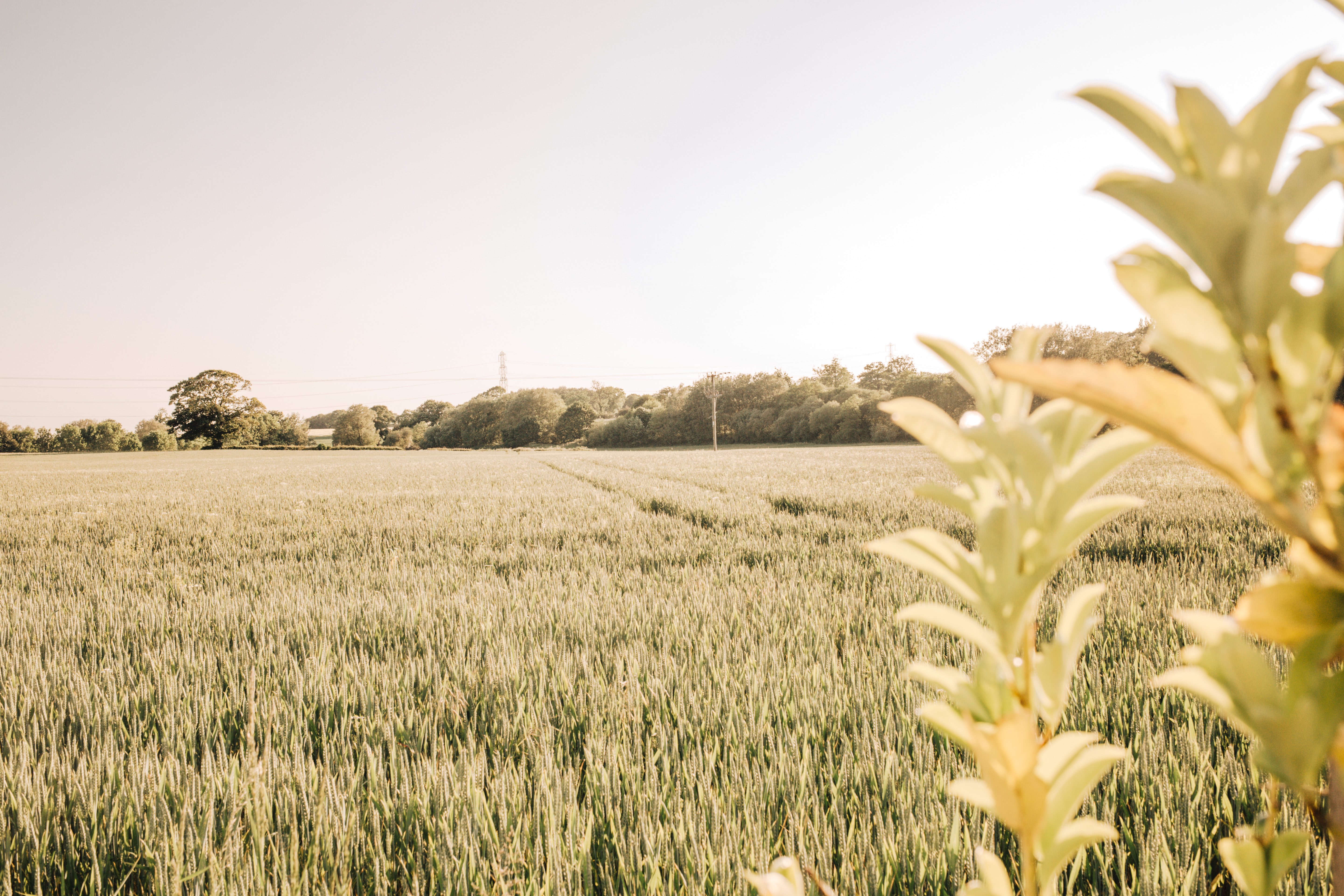 The English Garden Spa Day