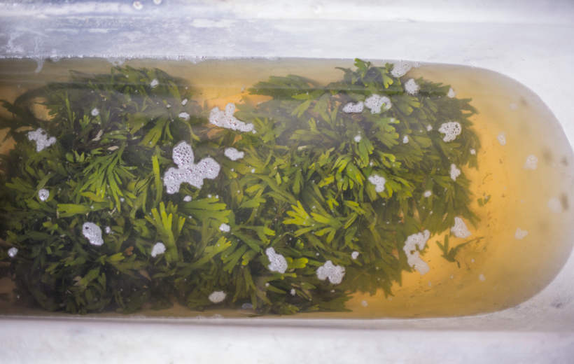 Couples Seaweed Bath