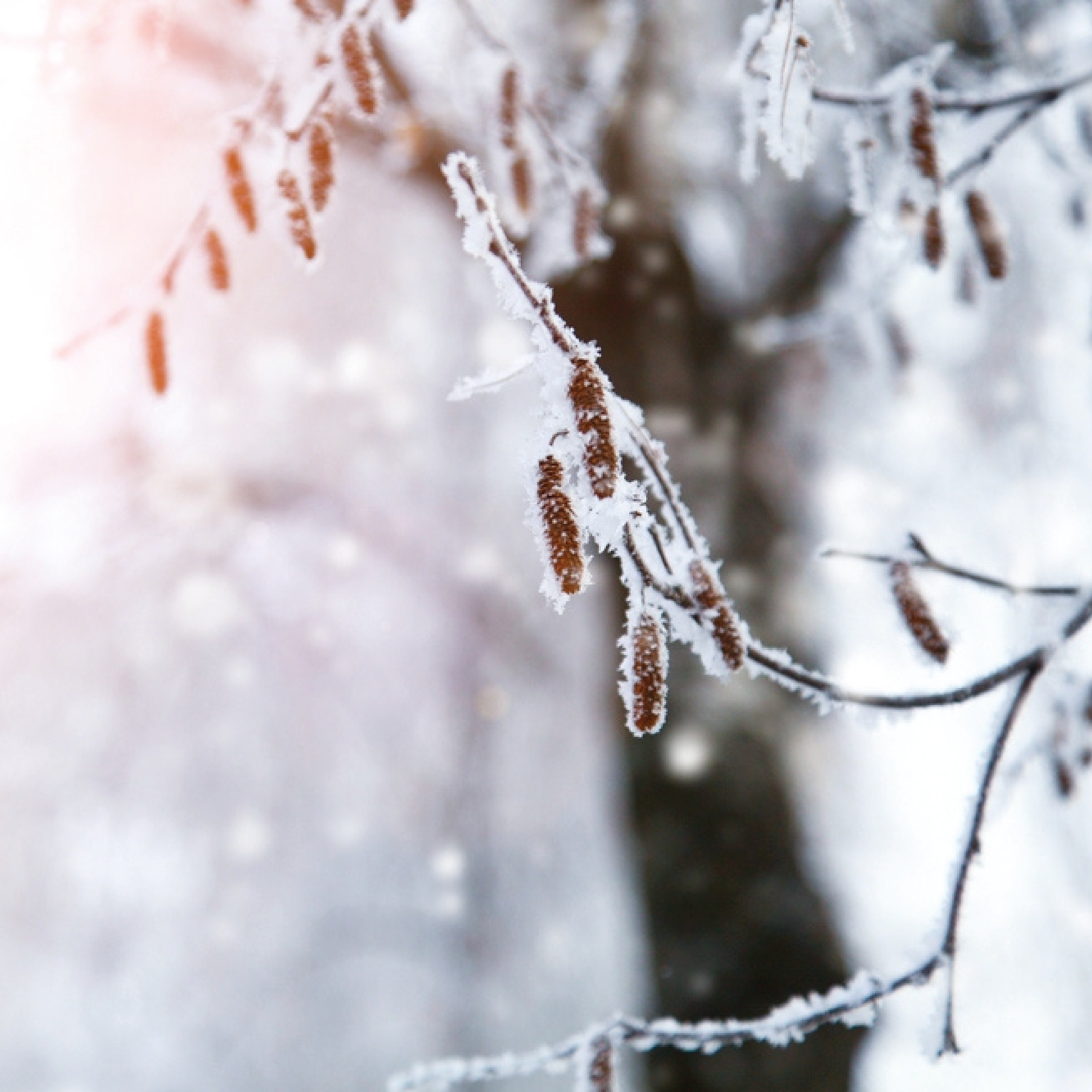 Winter Solace - Reiki Healing