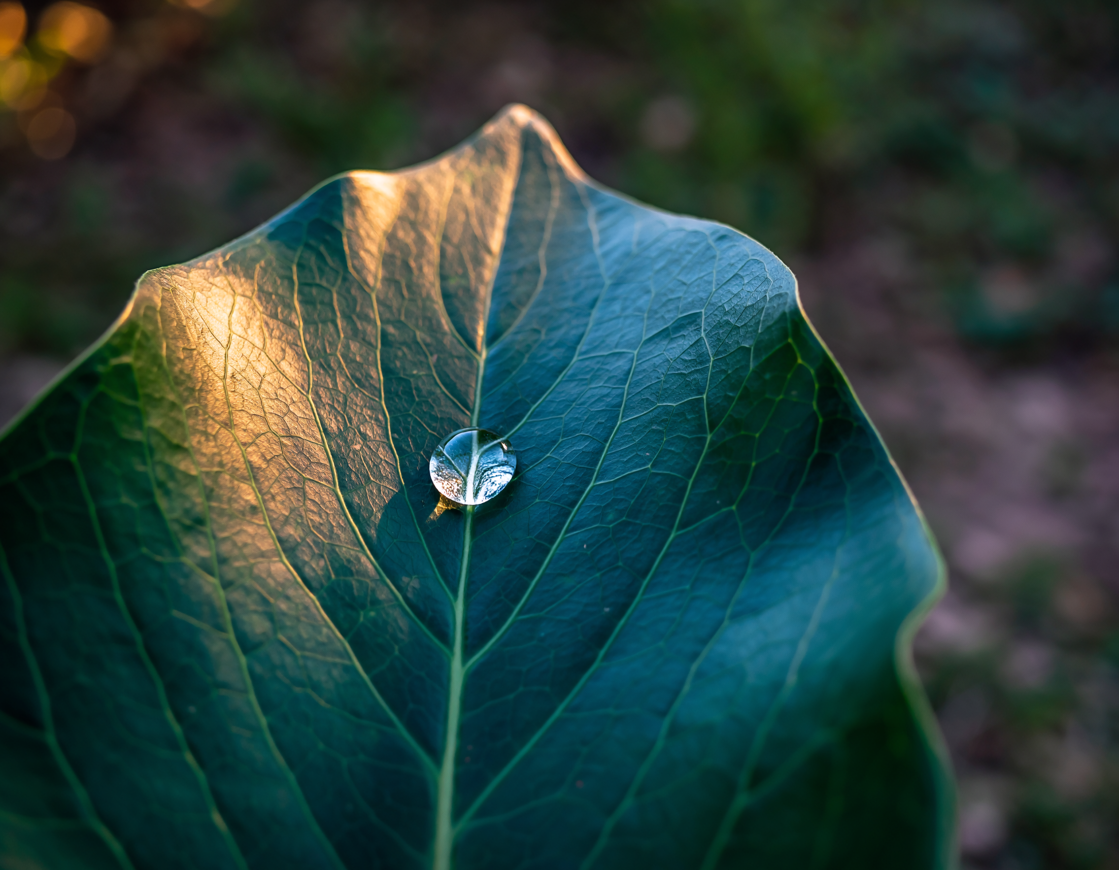 Wildsmith Root & Restore | 1 Hour