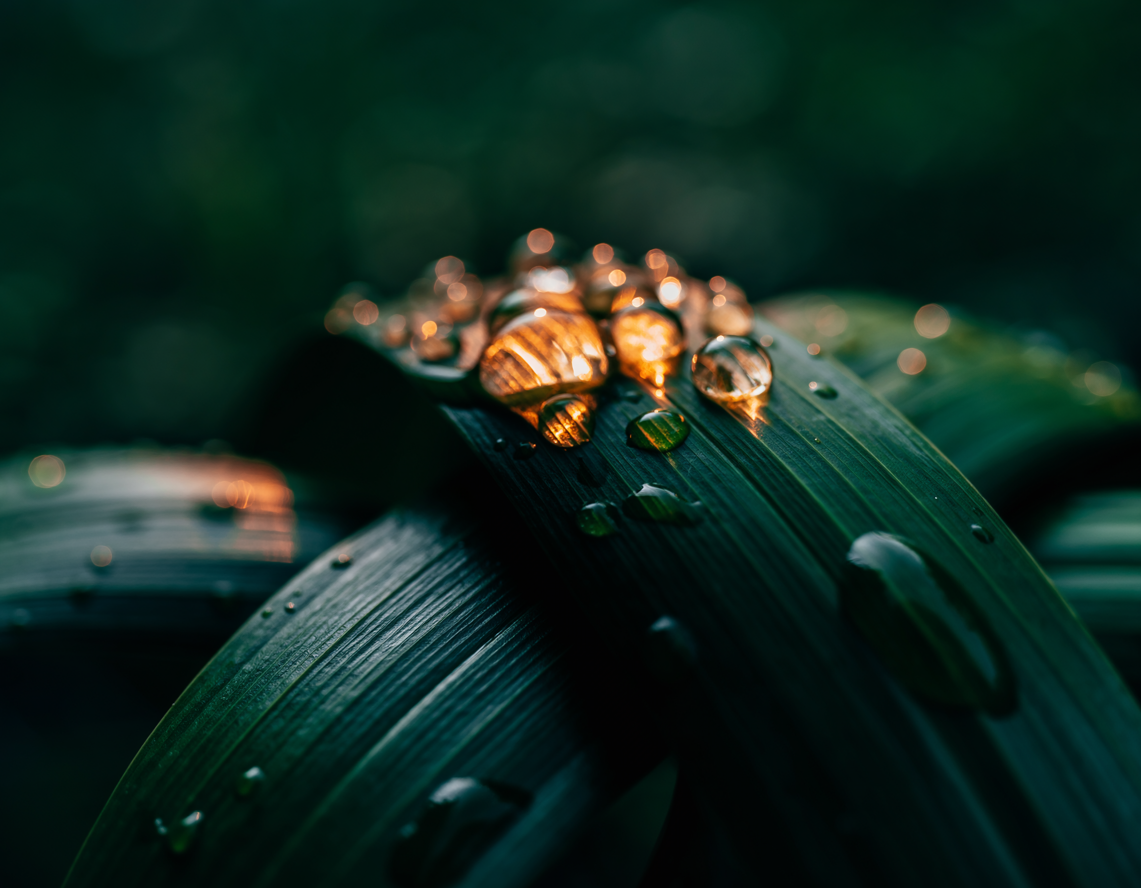 Wildsmith Skin Renewal | 1 Hour & 30 Minutes